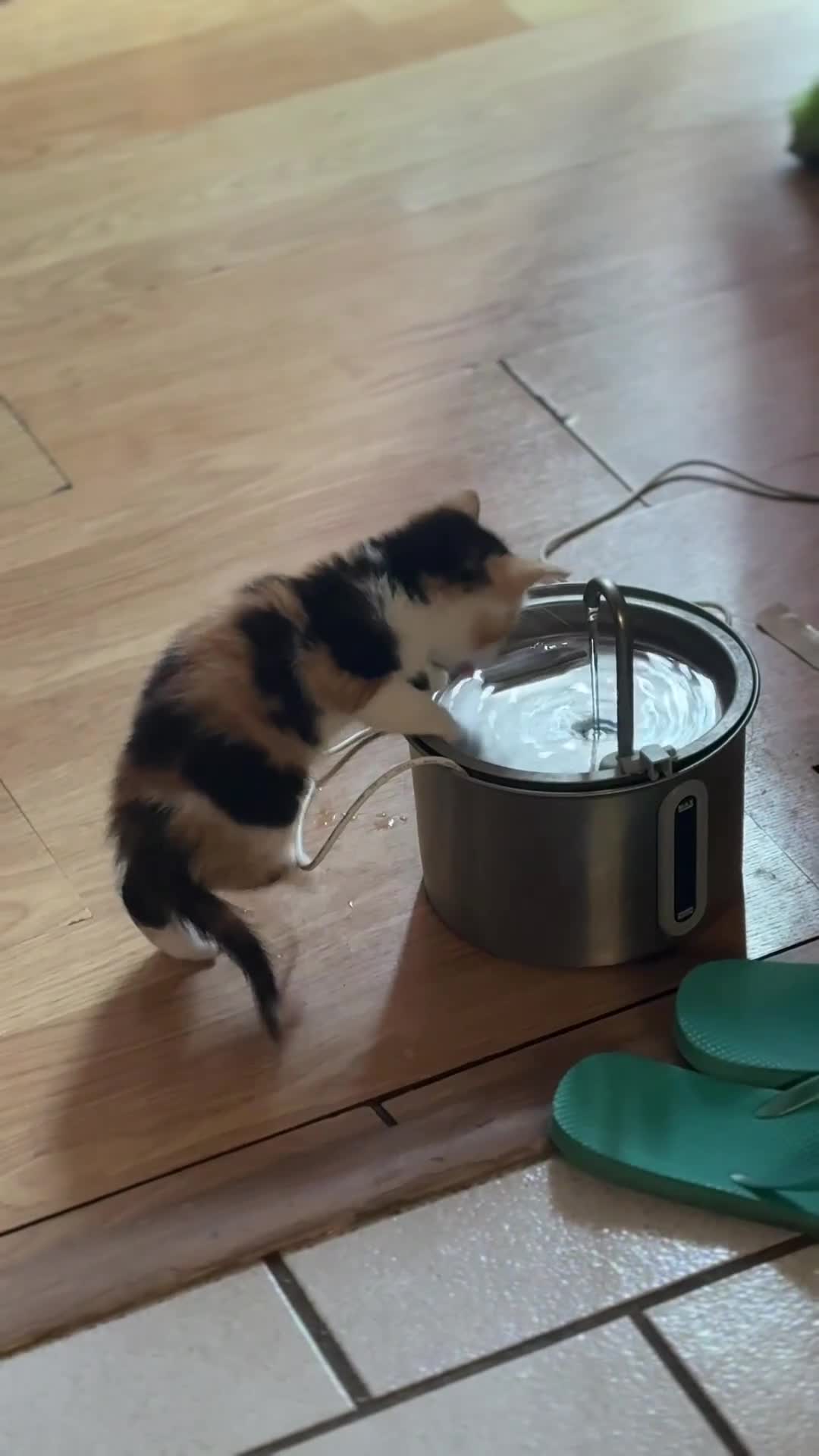 Mixed Breed cats for sale: 2 and half month old kittens for adoption! - Video 2
