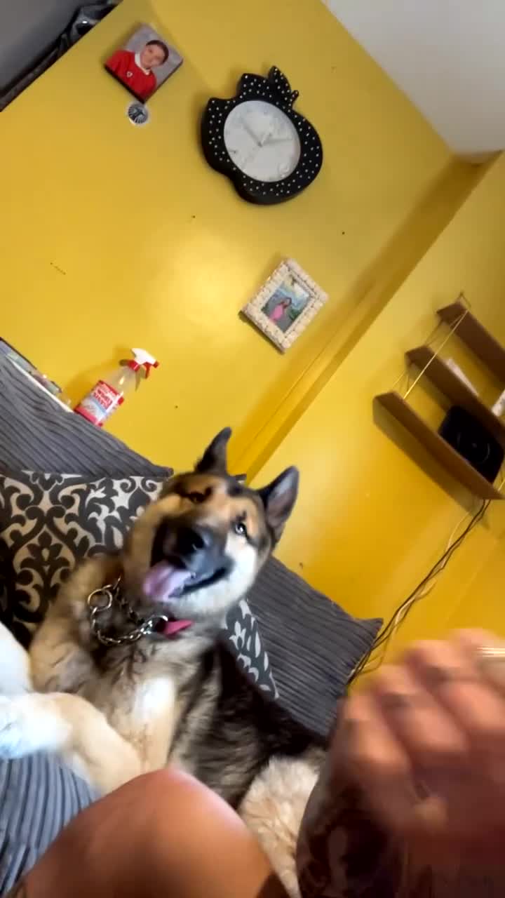 Shepsky dogs for sale: Shepsky  - Video 1