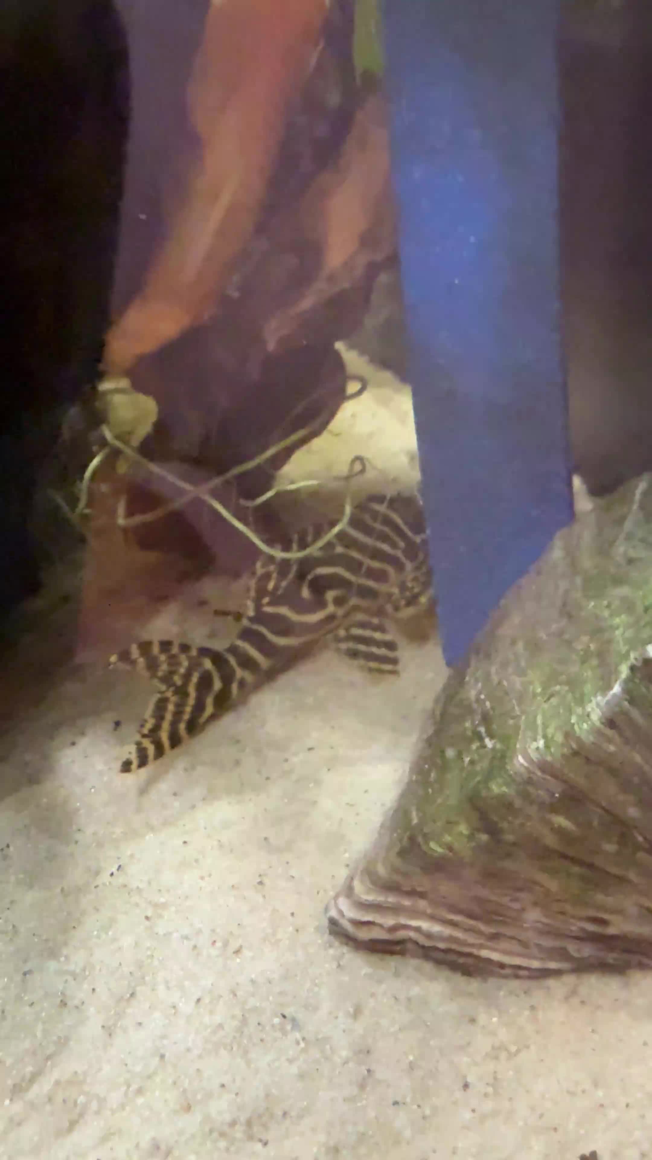 Plecos fish for sale: King Tiger Pleco L333 - Video 1