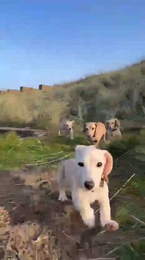 Miniature Dachshund dogs for sale: Cream miniature dachshunds  - Video 2