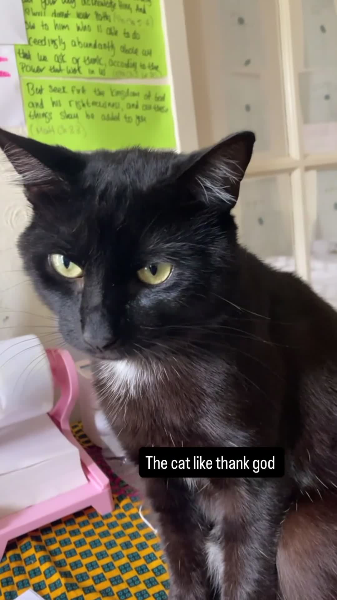 Mixed Breed cats for sale: Selling my cat Jasly  - Video 1