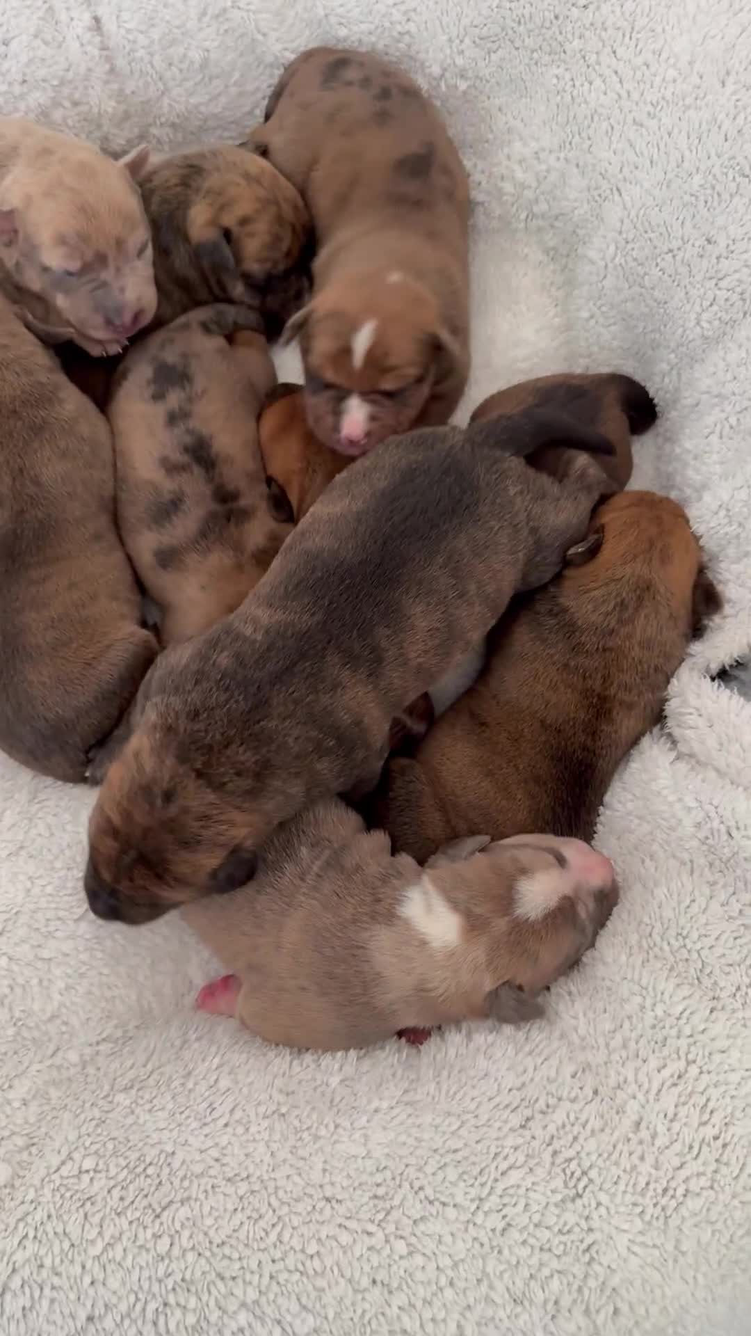 Mixed Breed dogs for sale: Mastibull puppies for sale  - Video 4