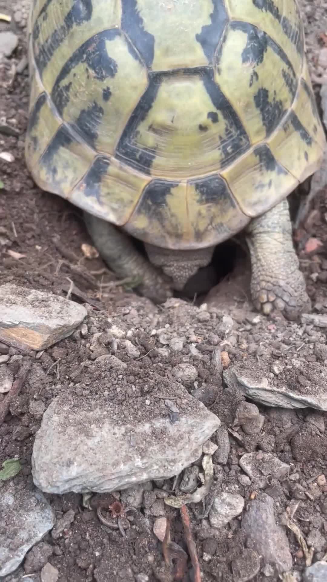 Hermann Tortoise reptiles for sale: Hermann Tortoise Babies  - Video 1