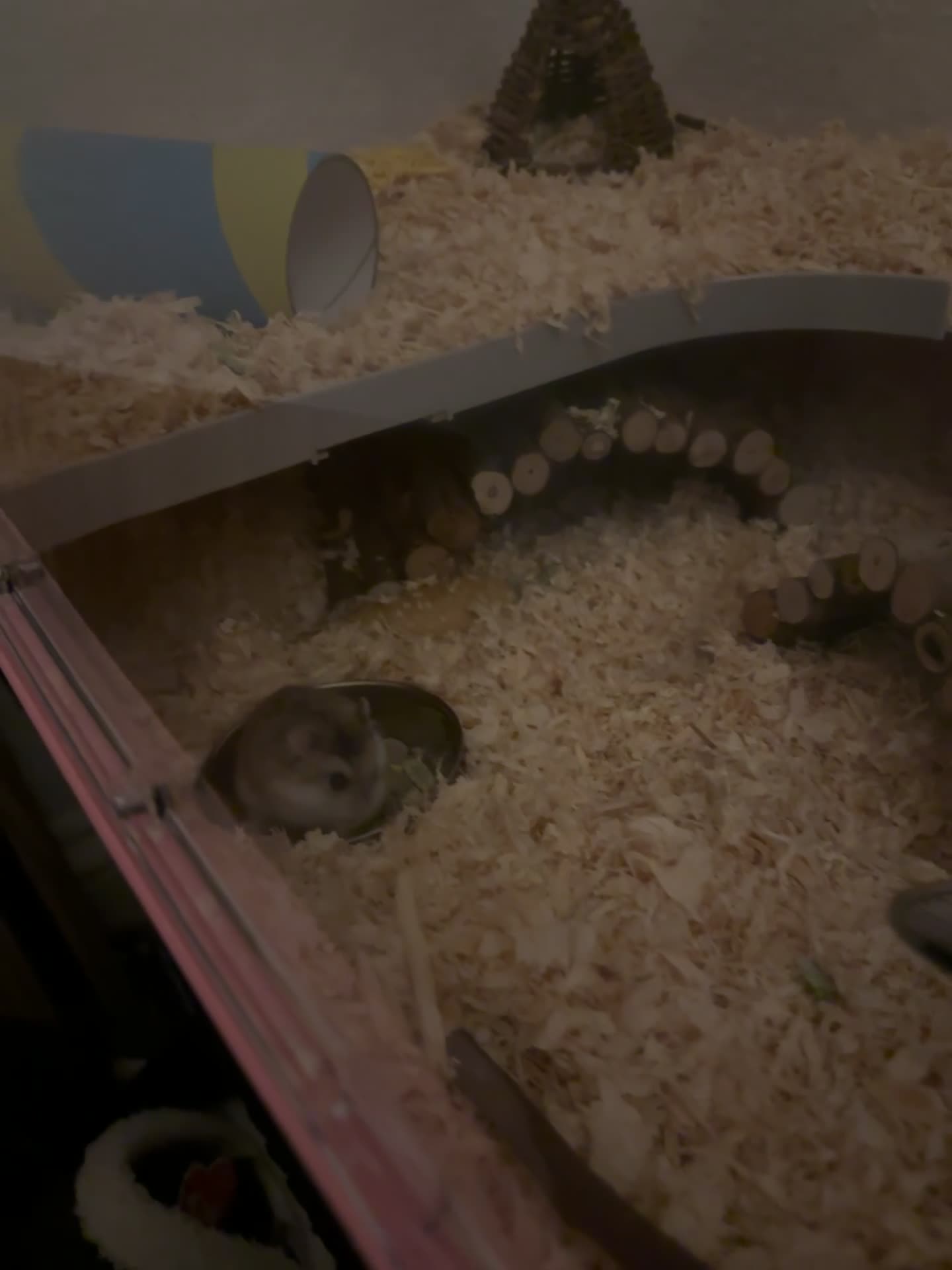 Hamster rodents for sale: Roborovski dwarf hamster - Video 1