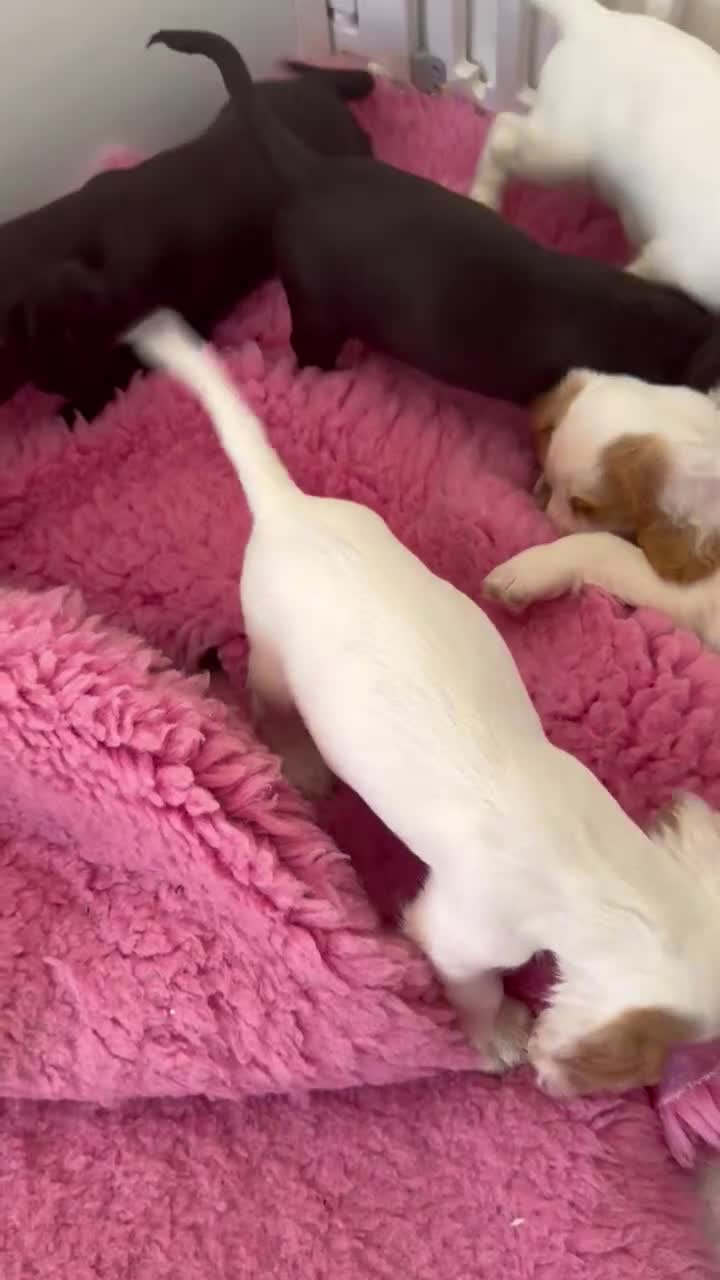 Cocker Spaniel dogs for sale: Cocker spaniel pups health tested with waggy tails - Video 1