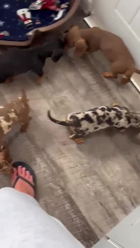 Dachshund dogs for sale: Miniture dachshund puppies  - Video 1