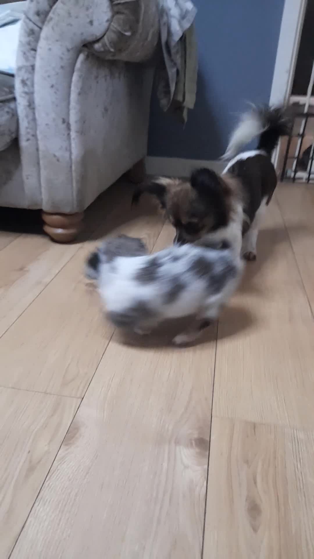 Pomchi dogs for sale: lovley little girl toy pomchi she has 4/5 coulour  - Video 1