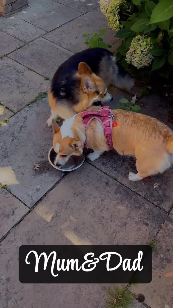 Welsh Corgi Pembroke dogs for sale: Welsh Pembroke corgis  - Video 3