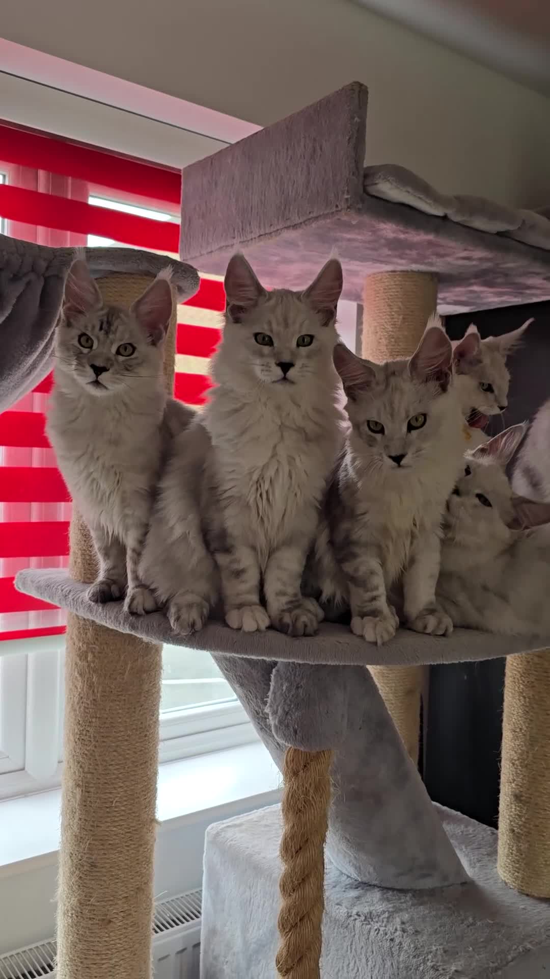 Maine Coon cats for sale: Large Silver Shaded Maine Coon kittens  - Video 4