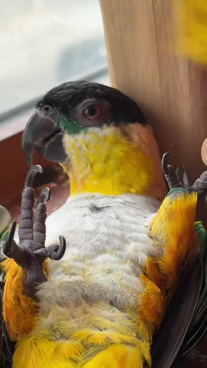 Parrots birds for sale: Mojo 4 year old Tame male Black Capp carique  - Video 2