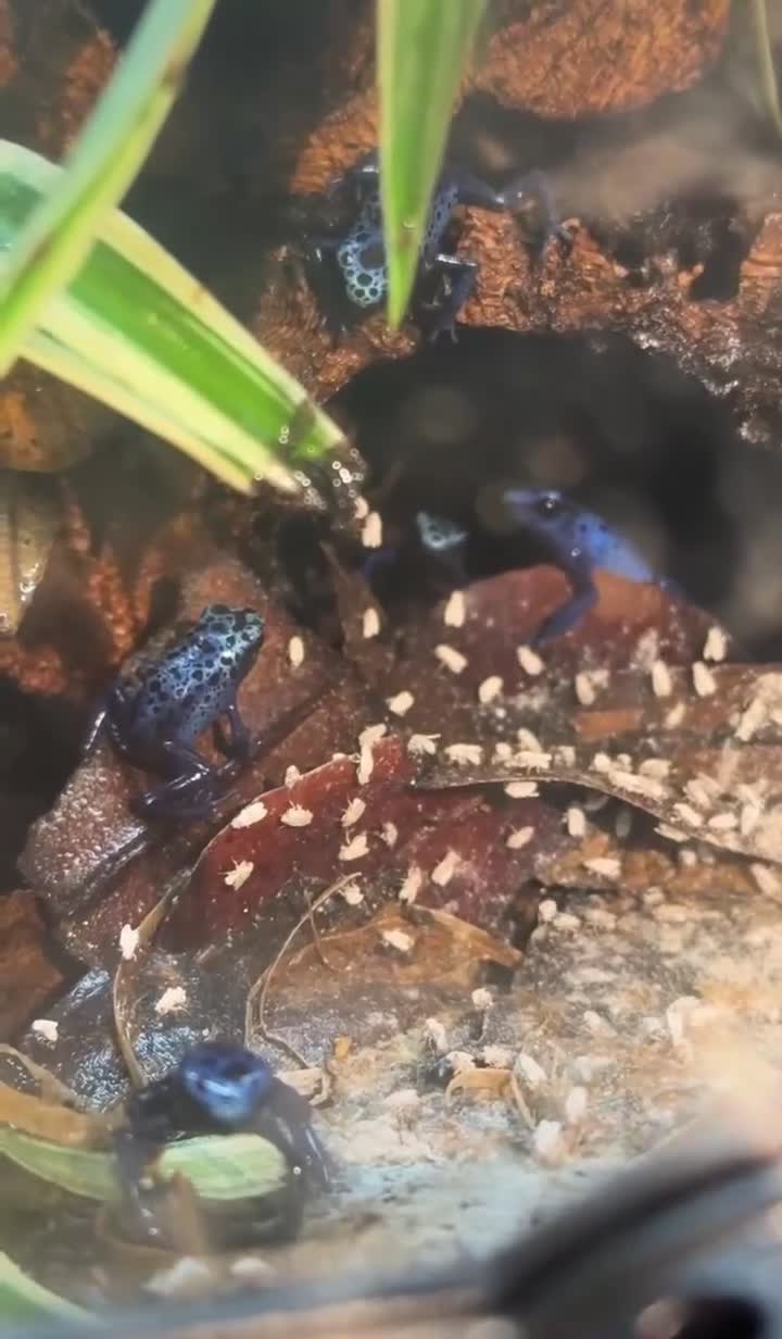 Frog reptiles for sale: Blue Frogs For Sale - Video 2