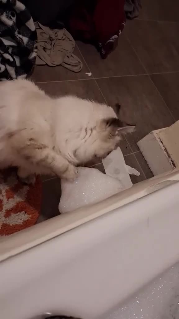 Ragdoll cats for sale: Male ragdoll urgent  - Video 1