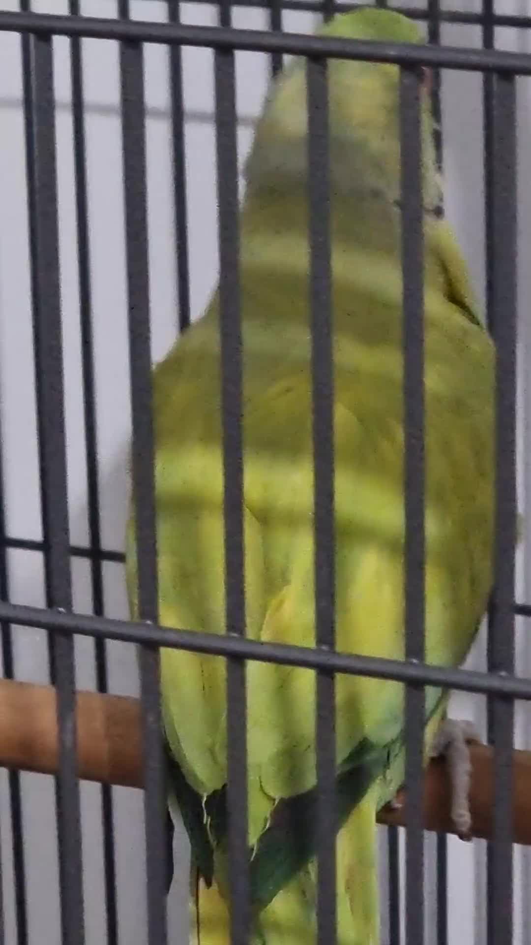 Parrots birds for sale: Beautiful male rare ringneck talking parrot  - Video 1
