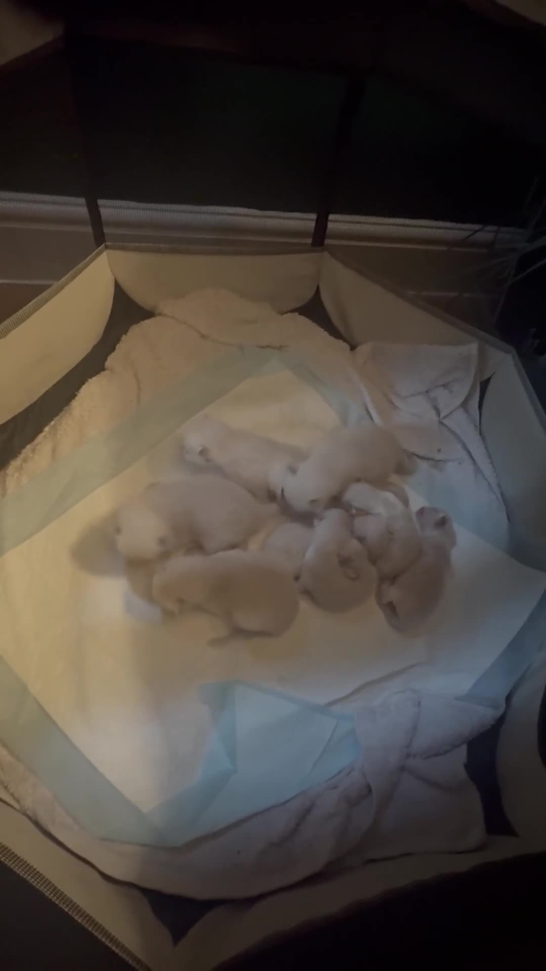 Ragdoll cats for sale: BEAUTIFUL RAGDOLL KITTENS - Video 3