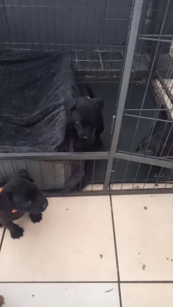 Patterdale Terrier dogs for sale: Patterdale pups for sale ready now - Video 4