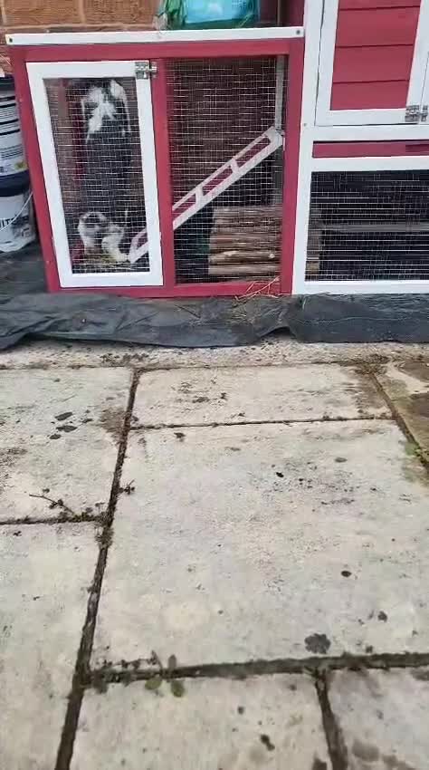 Mini Lop rabbits for sale: Male mini lop  - Video 1