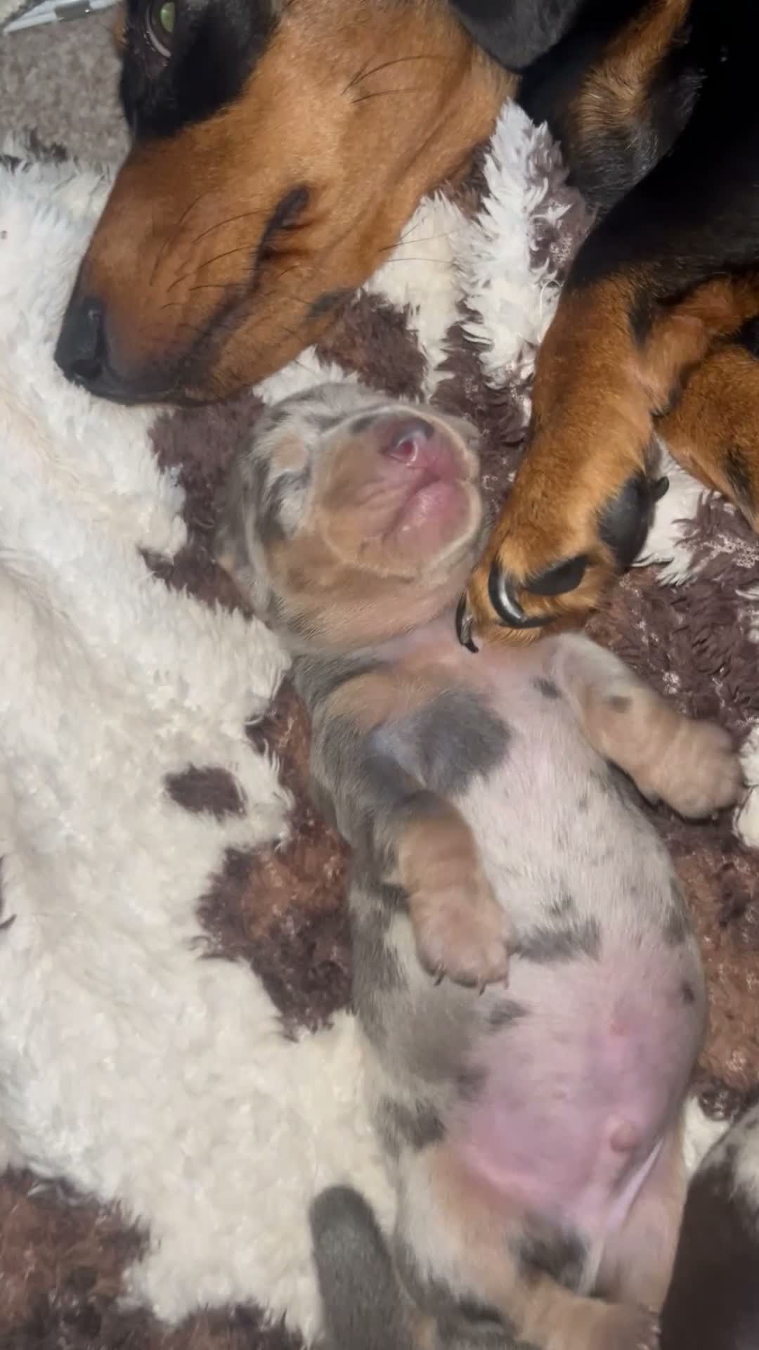 Miniature Dachshund dogs for sale: 5*homes ONLY- smooth haired miniature dauchunds    - Video 1