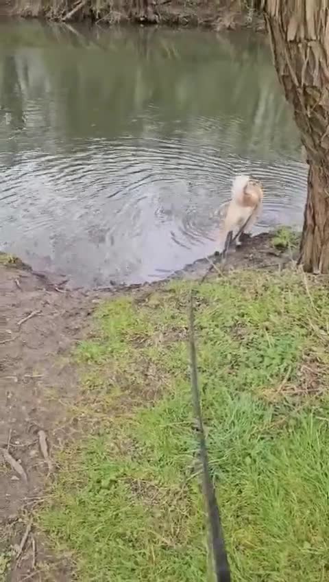 Portuguese Podengo dogs for adoption: Cheeky Chappie Xavier is in Reading! in Reading - Video 1