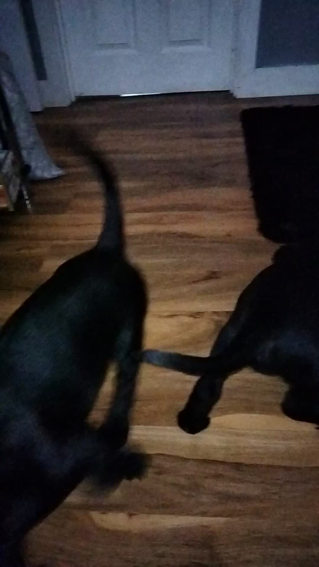 Cane Corso dogs for sale: Cane Corso puppies 14/11/25 - Video 2