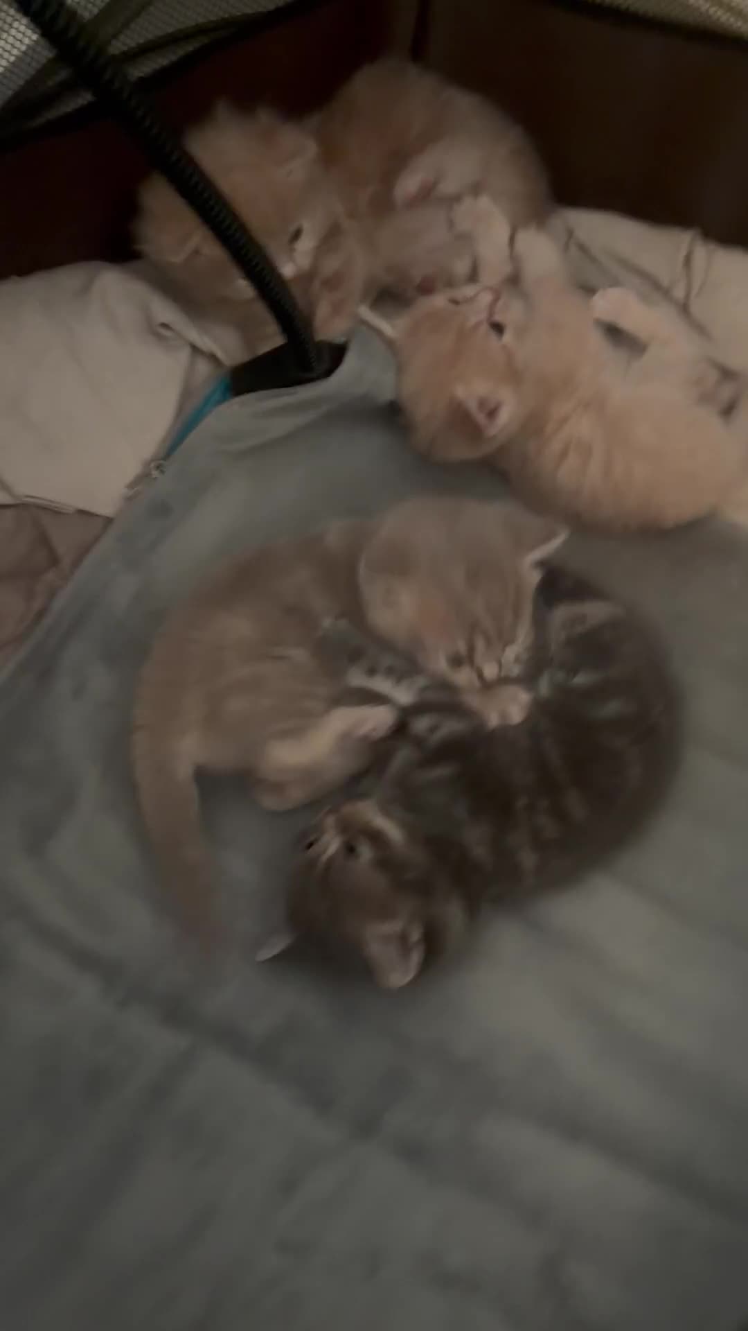 Mixed Breed cats for sale: British blue cross Norwegian  - Video 1