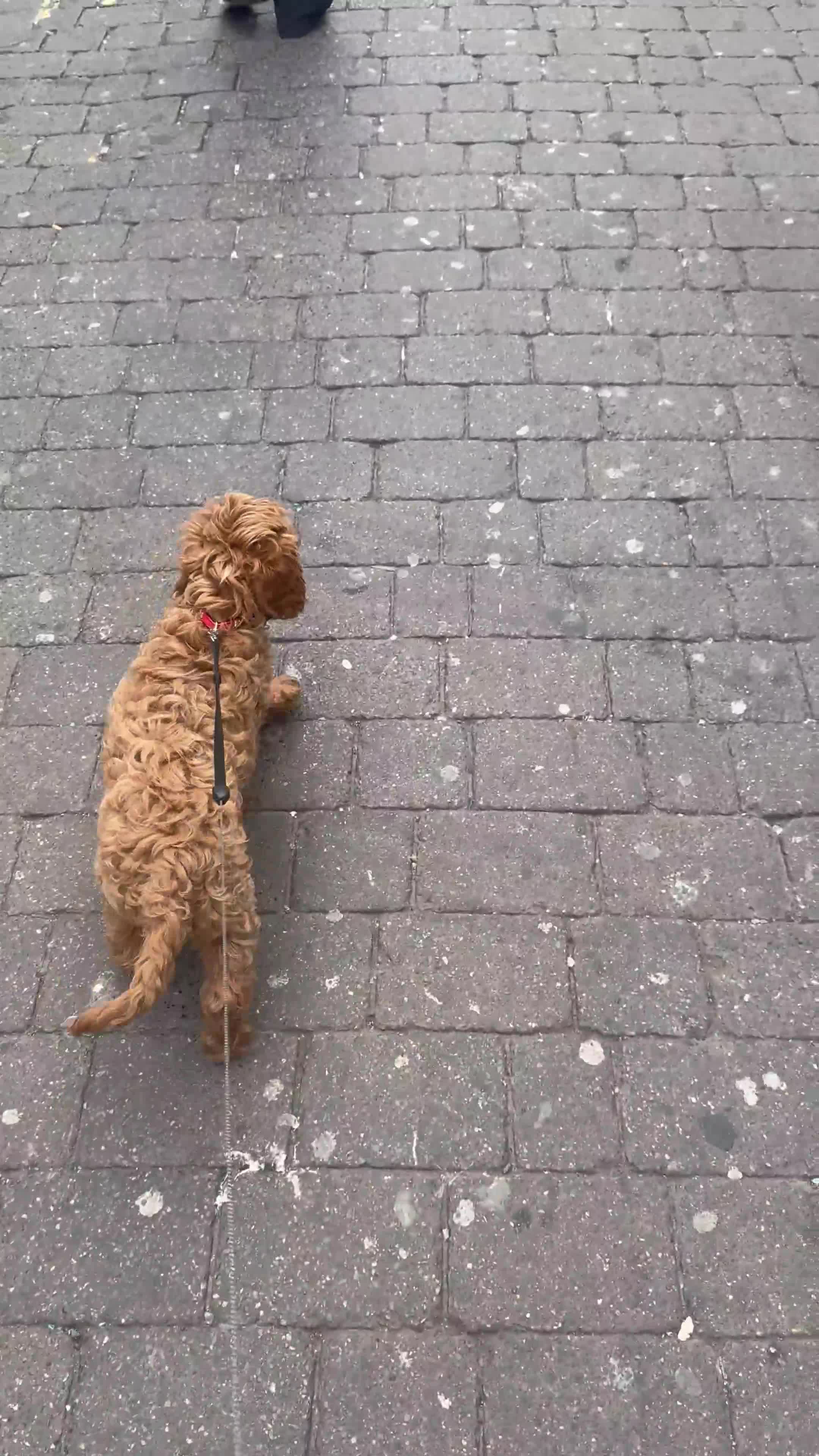 Cavapoo dogs for sale: Cavappo puppy for sale - Video 2