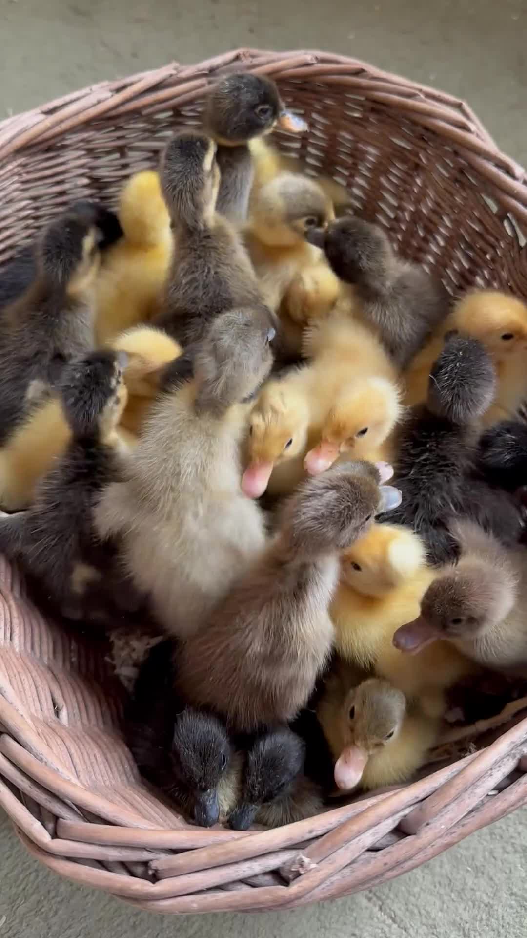 Ducks poultry for sale: Indian Runner Ducklings  - Video 1