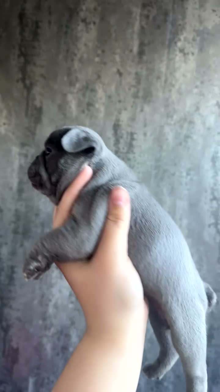 French Bulldog dogs for sale: French bulldog puppies  - Video 4