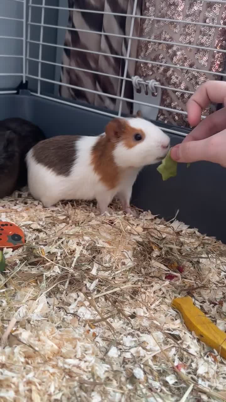 Guinea Pig rodents for sale: 2 male guinea pigs (brothers) - Video 1