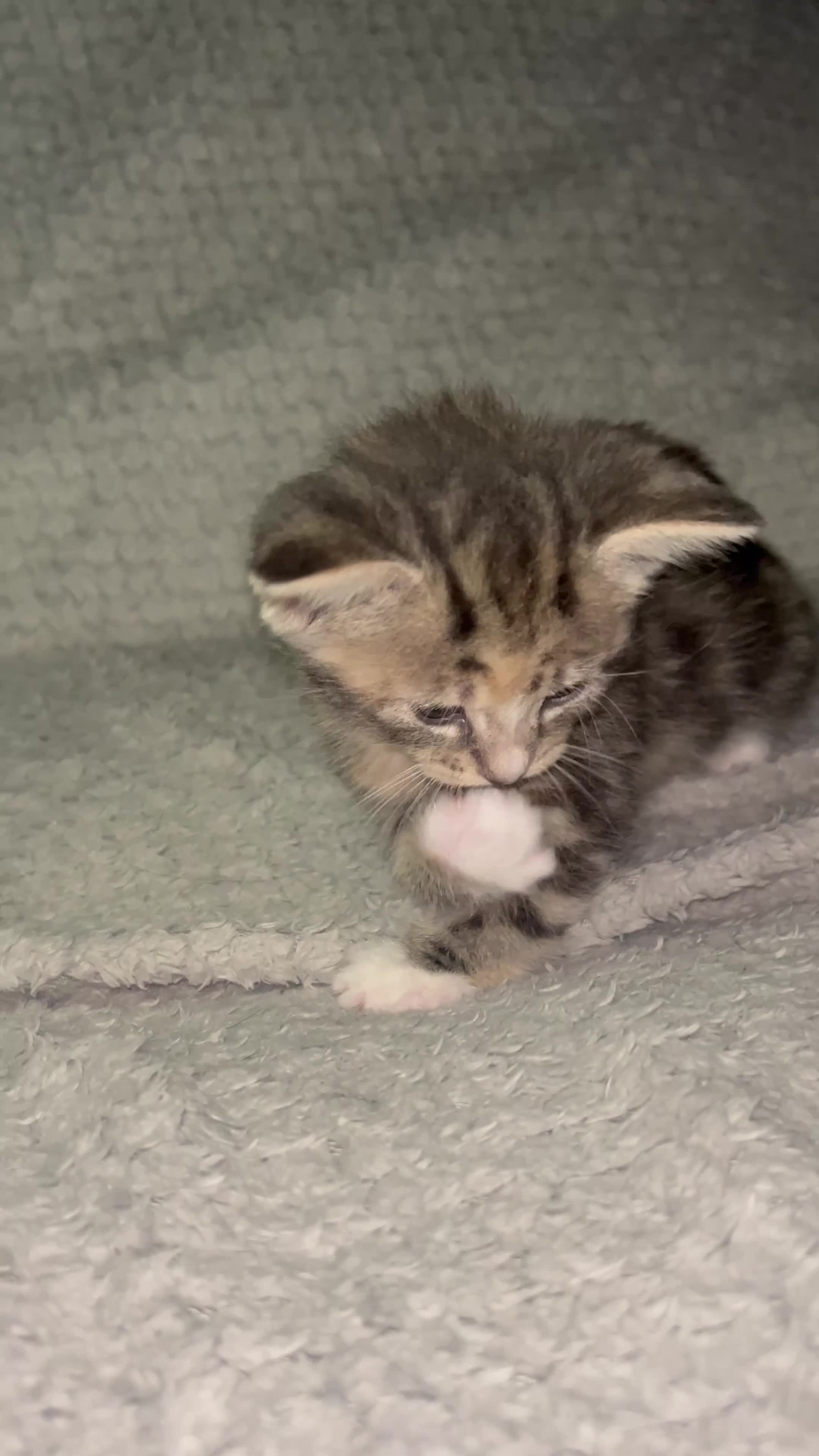 Mixed Breed cats for sale: Beautiful Domestic Shorthair Kittens  🐾 - Video 3