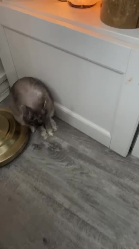 Netherland Dwarf rabbits for sale: Grey female Netherlands dwarf rabbit - Video 2