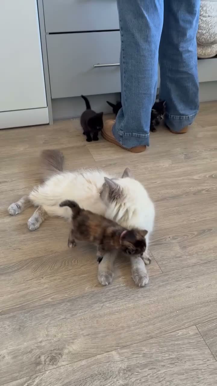 Ragdoll cats for sale: Ragdoll X, litter of 5🐾 - Video 1