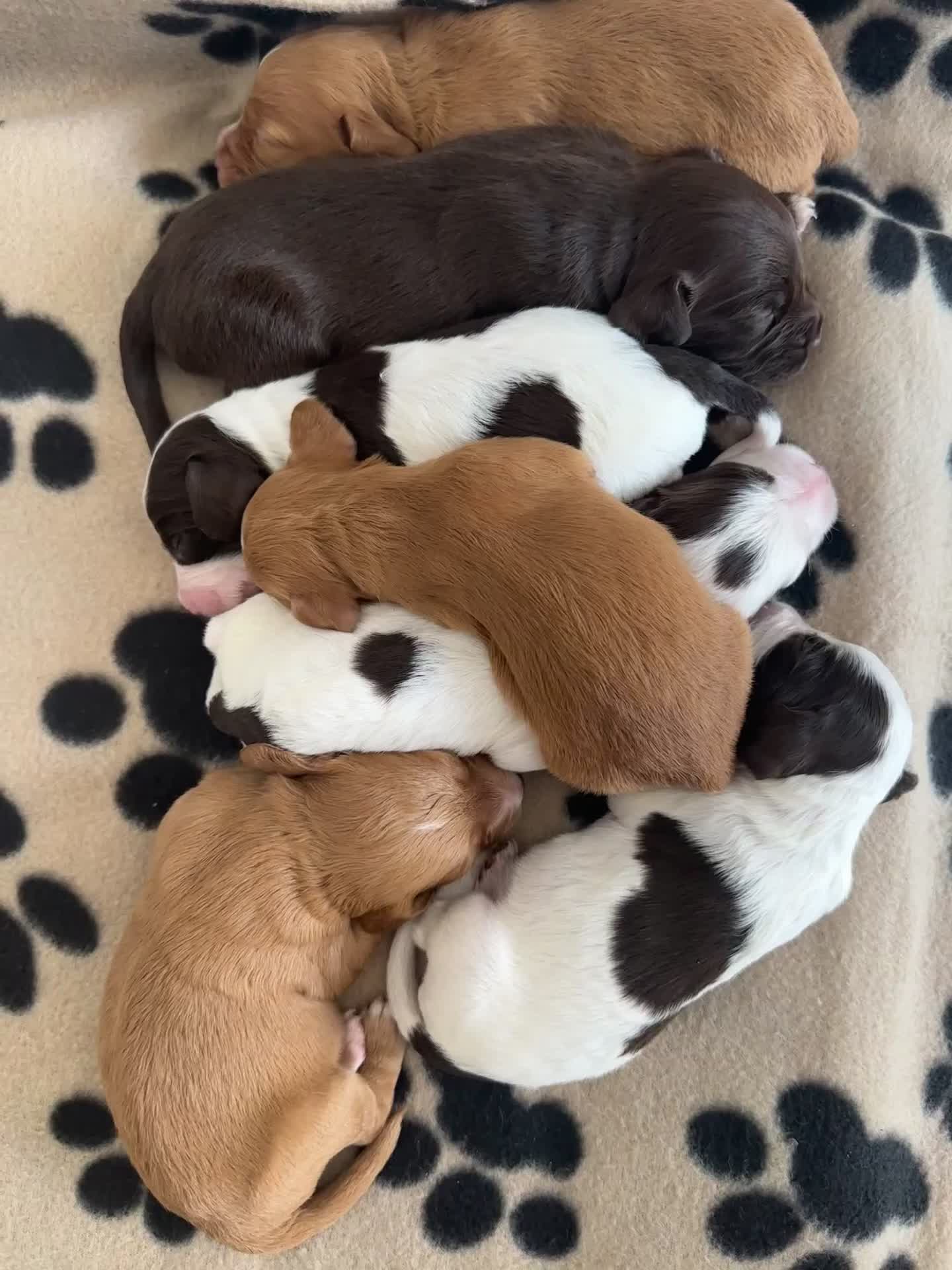 Cocker Spaniel dogs for sale: Working Cocker spaniel puppies  - Video 1