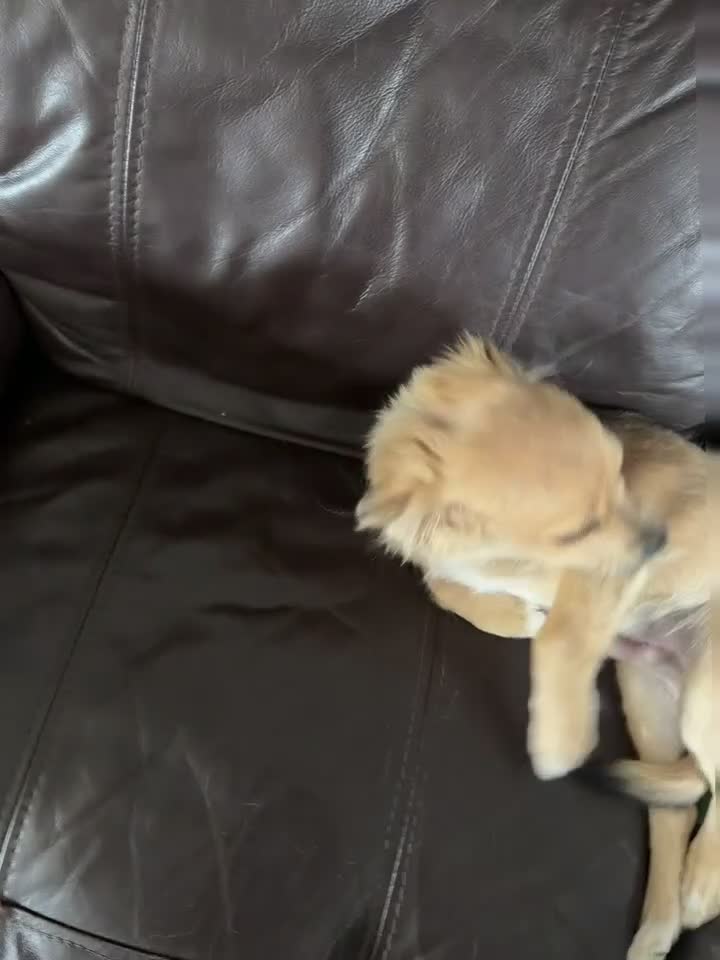 Chihuahua dogs for sale: 4 month old chihuahua in Leeds - Video 5