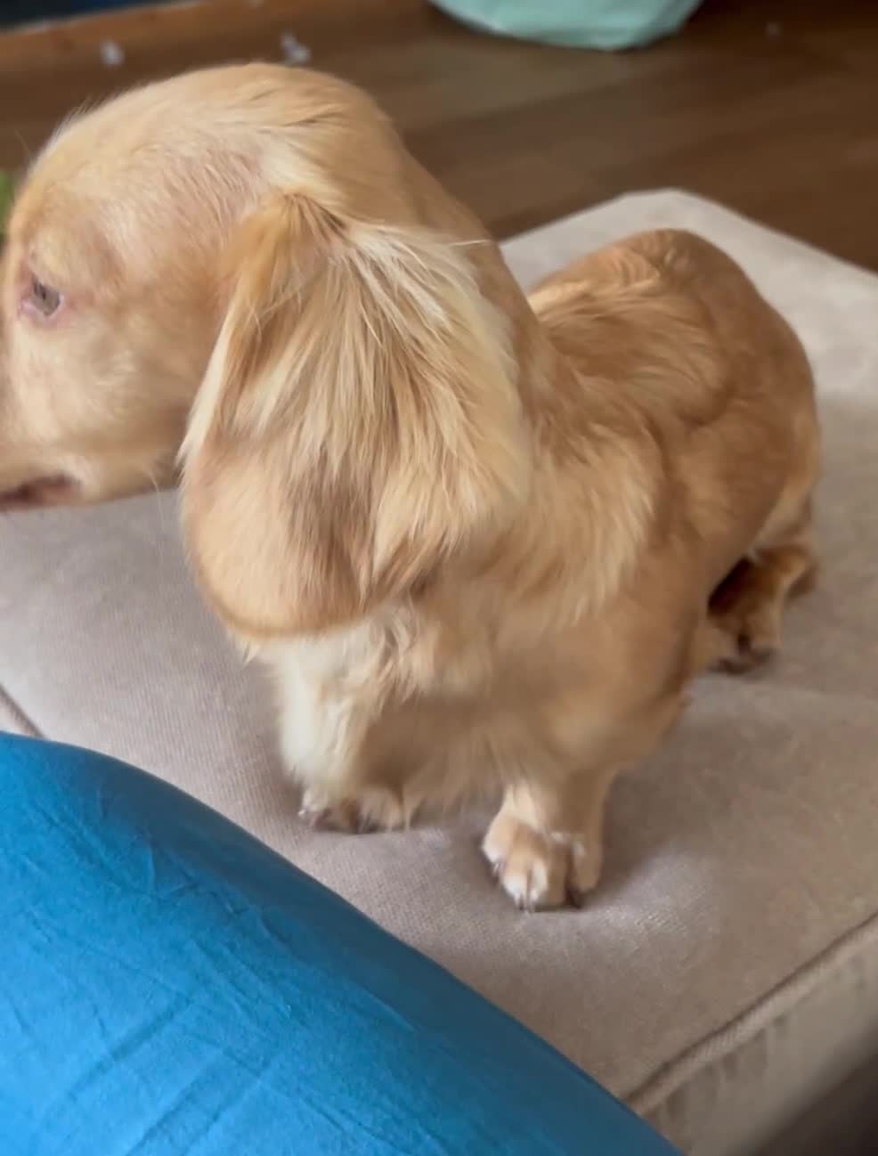 Miniature Dachshund dogs for sale: Long Haired Miniature Long Haired Cream Dachshund - Video 1