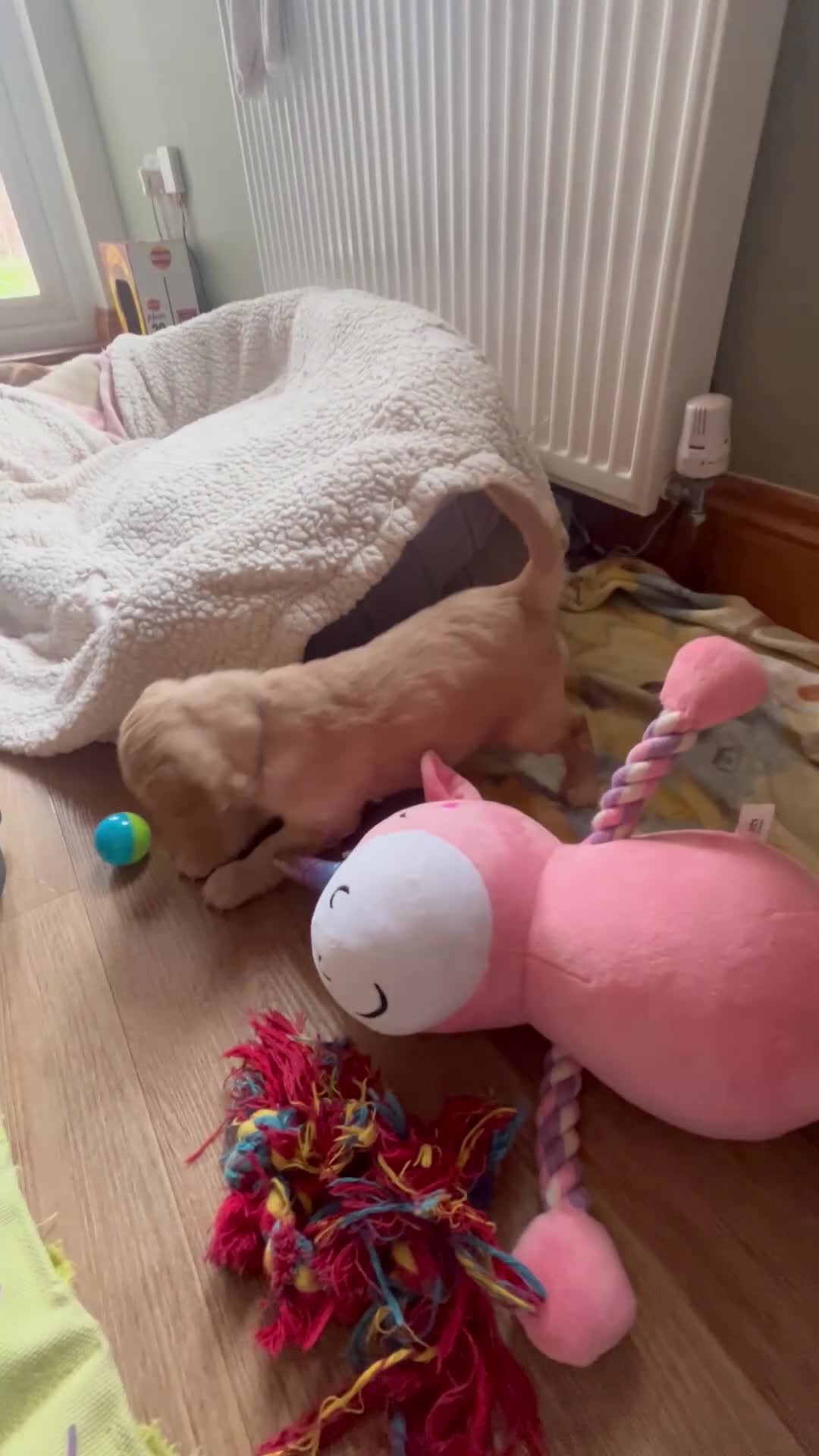 Cockapoo dogs for sale: 4 F2b male Cockapoos for sal - Video 1