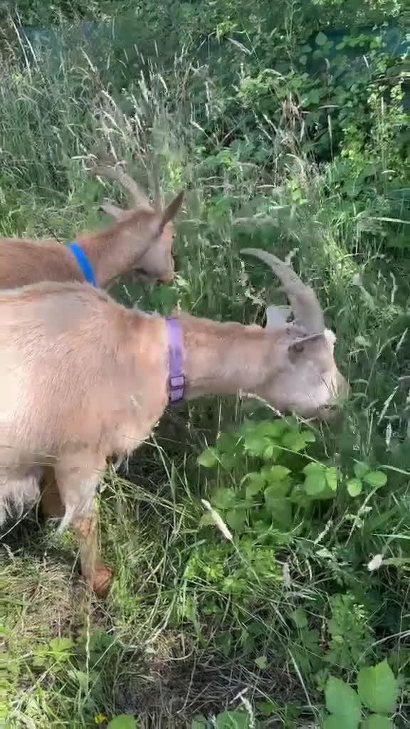 Goats livestock for sale: Registered Royal Guernsey Goats - Video 1