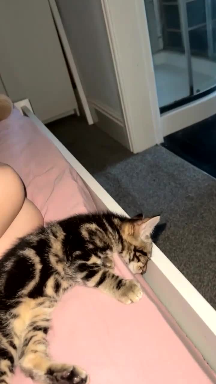 Mixed Breed cats for sale: One male available  - Video 2