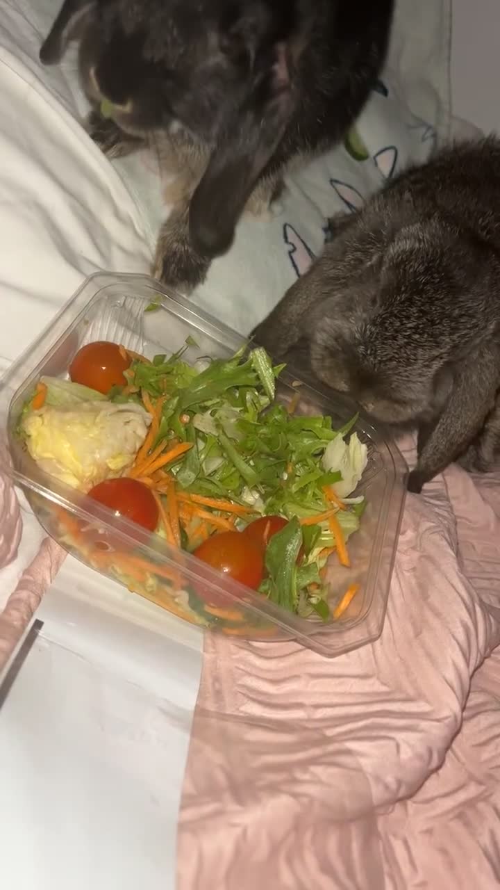 Mini Lop rabbits for sale: Mj and flop 💙 - Video 3