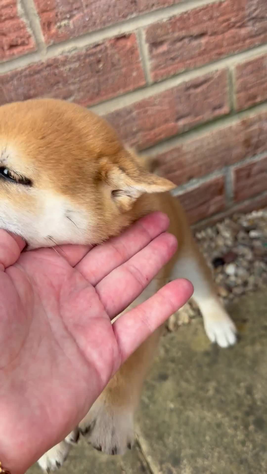Japanese Shiba Inu dogs for sale: Health tested champion bloodline small size Shiba  - Video 1