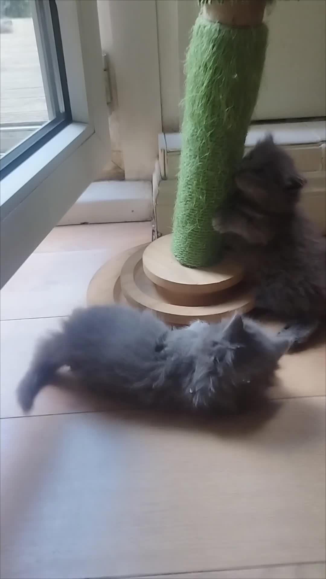 Ragdoll cats for sale: Ragdoll x British Shorthair kittens  - Video 1