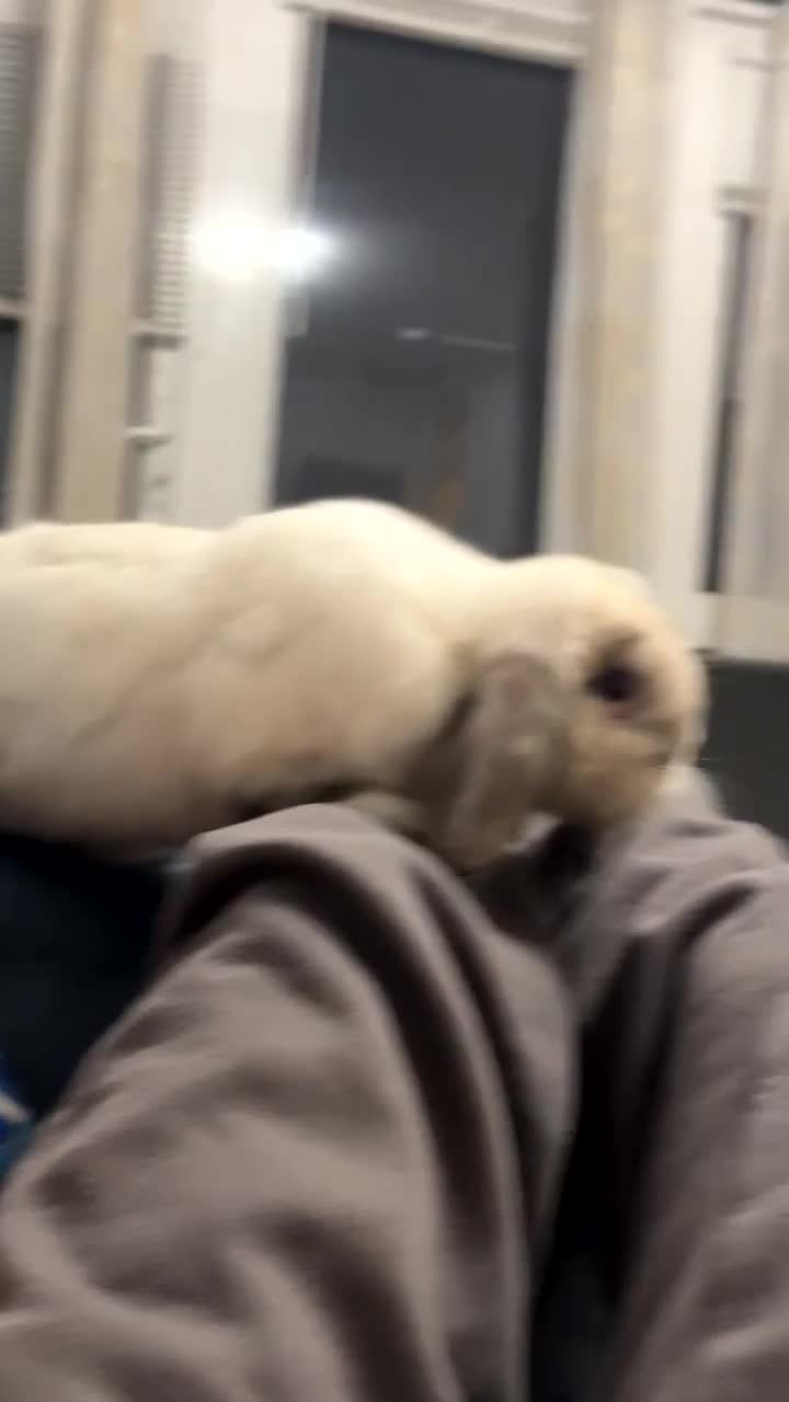 Mini Lop rabbits for sale: Nibbles  - Video 1