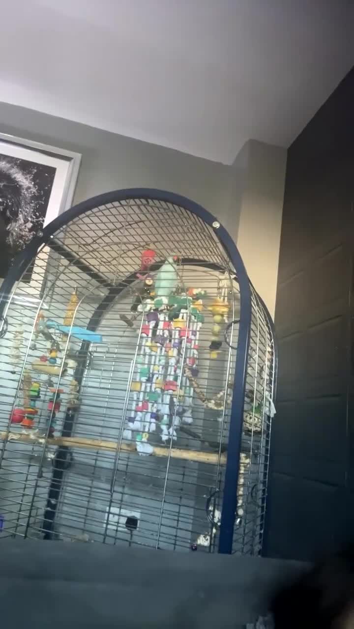 Ringnecks birds for sale: 1 year old talking male indian ringneck - Video 1