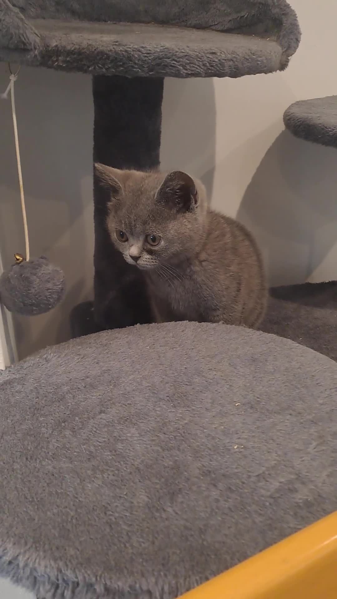 British Shorthair cats for sale: British Shorthair  - Video 3