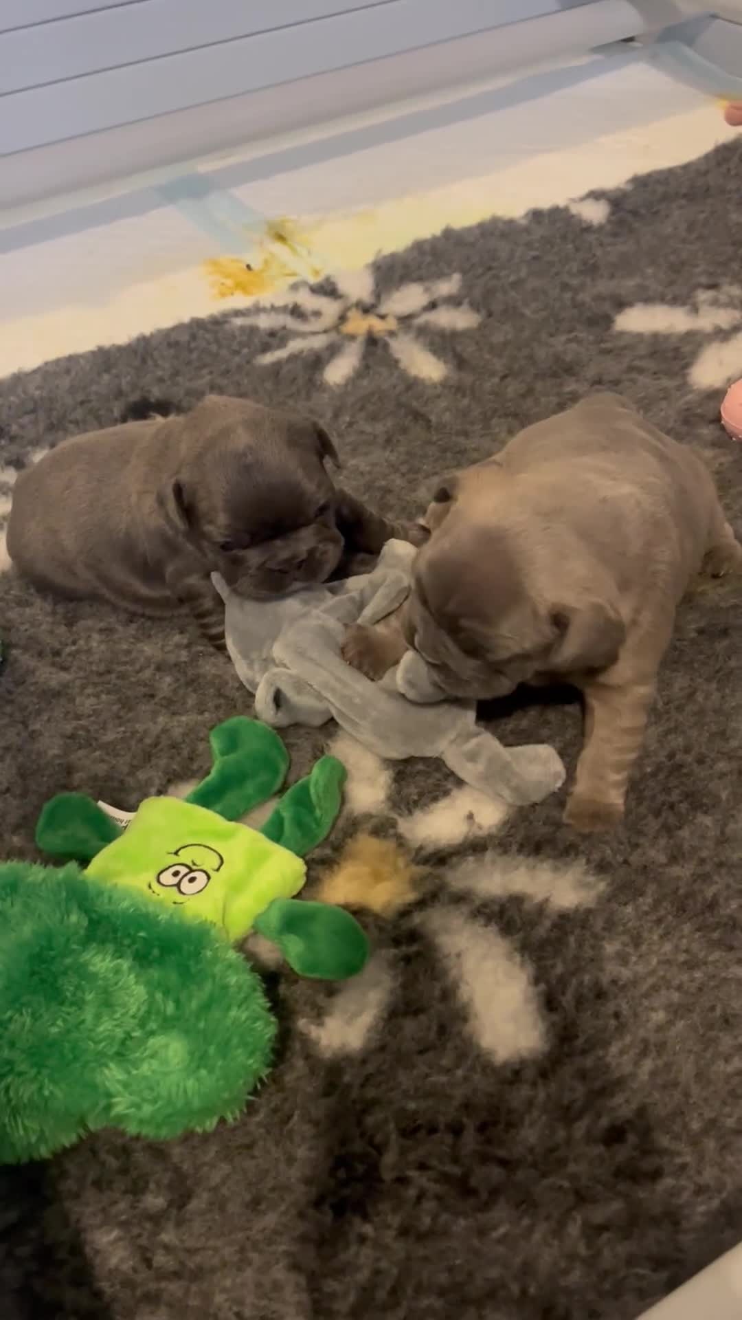 French Bulldog dogs for sale: Blue French bulldogs - Video 1