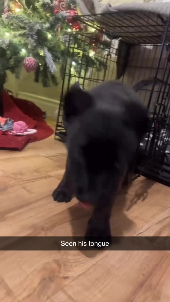 Mixed Breed dogs for sale: Belgium malinos x German shepherd - Video 2