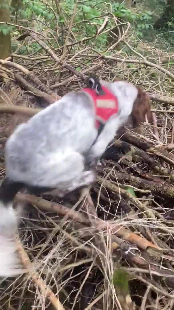 Cocker Spaniel dogs for stud: Crazy Cocker spaniel for studding. in Kettering - Video 3