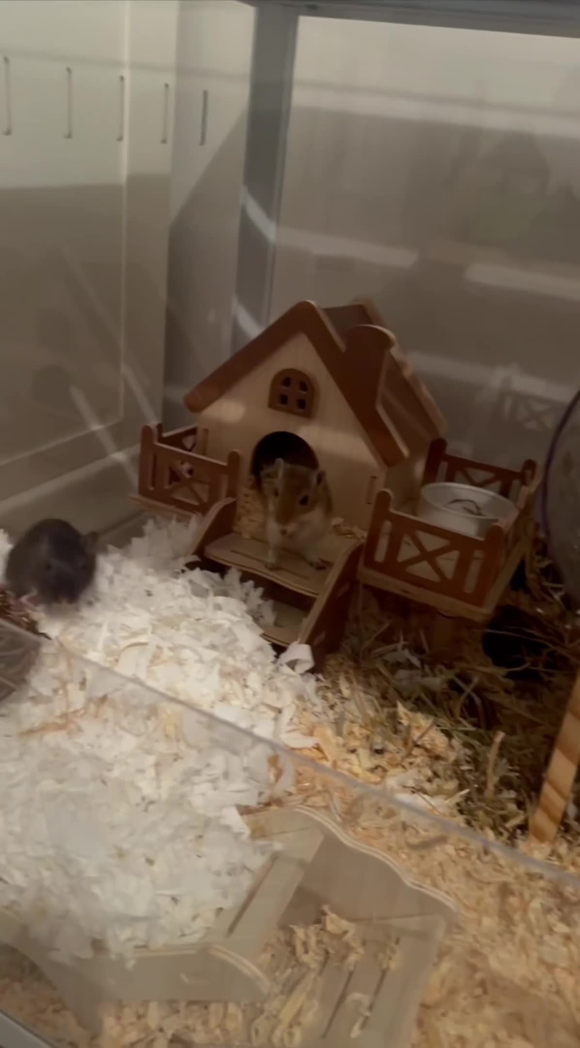 Gerbil rodents for sale: 2 Female gerbil - Video 1