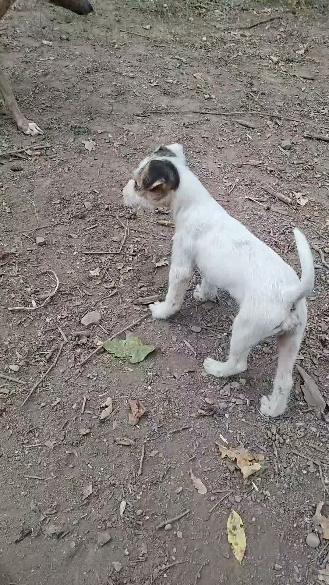 Jack Russell dogs for sale: Fully vaccinated JRT male puppy - Video 1