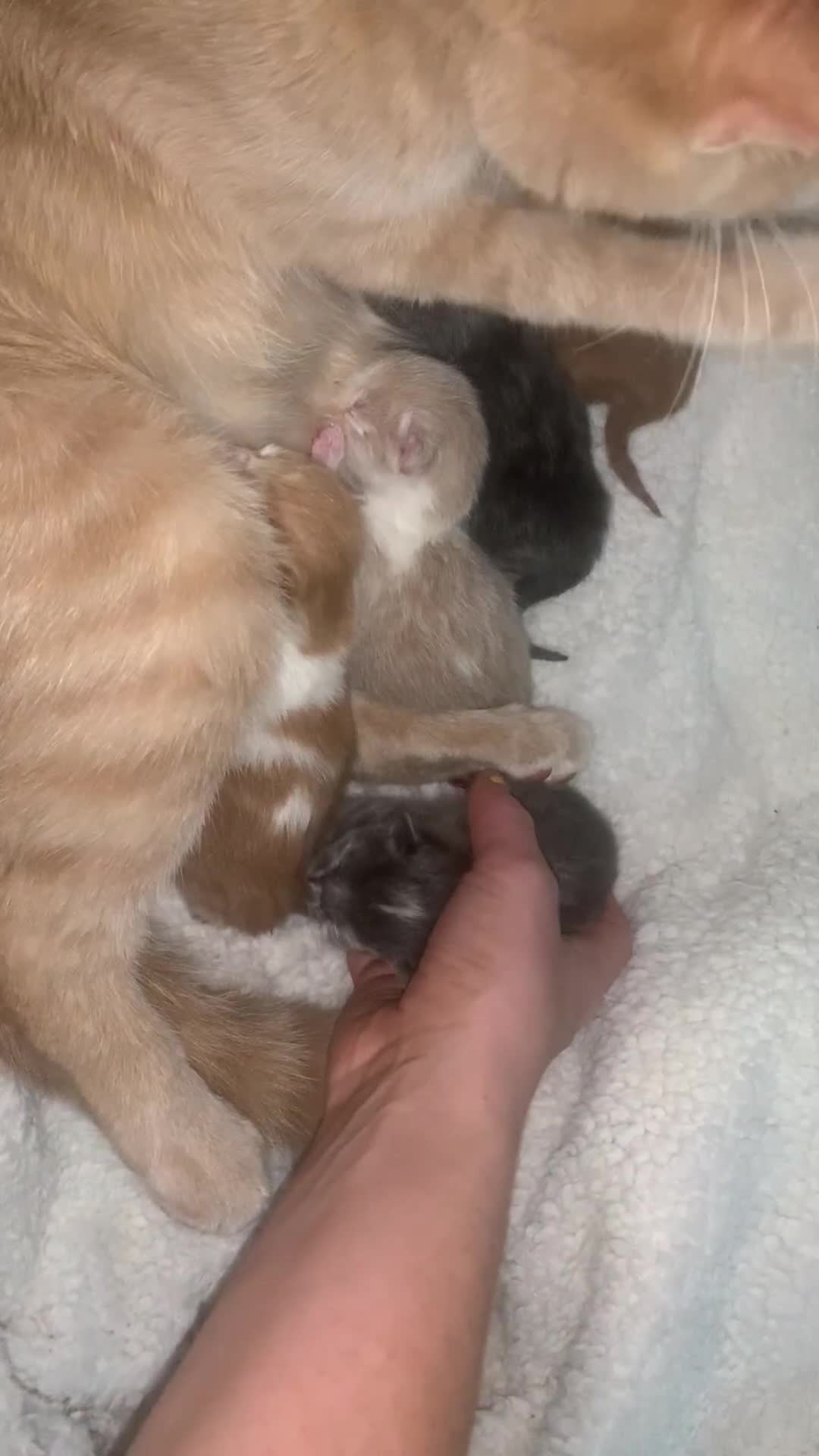 Mixed Breed cats for sale: 5 gorgeous kitten’s - Video 1