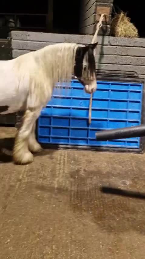 Irish Cob horses for sale: Child’s pony  - Video 2